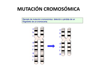 MUTACIÓN CROMOSÓMICA
 