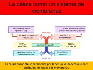 La célula como un sistema de
           membranas

      Retículo endoplásmico                                   Núcleo, mitocondrias, plastos,
         Aparato de Golgi                                 peroxisomas, lisosomas y vacuolas.
                                        De dos tipos
             SISTEMAS INTERNOS DE                          ORGÁNULOS
                  MEMBRANA                                MEMBRANOSOS


            CÉLULA                                                  CÉLULA
                                    COMPARTIMENTACIÓN
           ANCESTRAL                                               EUCARIOTA

           INVAGINACIONES DE LA                         RELACIONES DE
            MEMBRANA CELULAR                              SIMBIOSIS

                                        Por dos vías


La célula eucariota se caracteriza por tener un verdadero núcleo y
               orgánulos limitados por membranas.
 