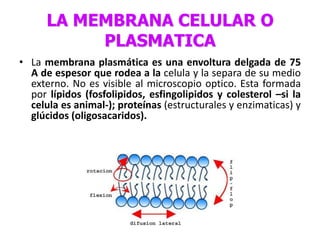 LA MEMBRANA CELULAR O
           PLASMATICA
• La membrana plasmática es una envoltura delgada de 75
  A de espesor que rodea a la celula y la separa de su medio
  externo. No es visible al microscopio optico. Esta formada
  por lípidos (fosfolipidos, esfingolipidos y colesterol –si la
  celula es animal-); proteínas (estructurales y enzimaticas) y
  glúcidos (oligosacaridos).
 
