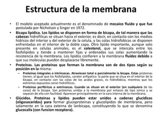 Estructura de la membrana
•   El modelo aceptado actualmente es el denominado de mosaico fluido y que fue
    postulado por Nicholson y Singer en 1972.
•   Bicapa lipídica. Los lipidos se disponen en forma de bicapa, de tal manera que las
    cabezas hidrofilicas se situan hacia el exterior, es decir, en contacto con los medios
    hidricos del interior y del exterior de la celula, y las colas hidrofobicas se disponen
    enfrentadas en el interior de la doble capa. Otro lipido importante, aunque solo
    presente en celulas animales, es el colesterol, que se intercala entre los
    fosfolipidos y tiende a mantener fijas y ordenadas sus colas aumentando la
    resistencia de la membrana. Los lipidos confieren a la membrana fluidez debido a
    que sus moleculas pueden desplazarse libremente.
•   Proteínas. Las proteinas que forman la membrana son de dos tipos según su
    posición en la misma:
     – Proteínas integrales o intrínsecas. Atraviesan total o parcialmente la bicapa. Estas proteinas
       tienen, al igual que los fosfolipidos, carater anfipatico: la parte que se situa en el interior de la
       bicapa, en contacto con las colas de los acidos grasos, es hidrofobica, mientras que los
       extremos expuestos seran hidrofilicos.
     – Proteínas periféricas o extrínsecas. Cuando se situan en el exterior (en cualquiera de las
       caras) de la bicapa. Son proteinas unidas a la membrana por enlaces de tipo ionico y se
       separan de ella con facilidad. Aparecen principalmente en la cara interna de la membrana.
•   Glúcidos. Proteinas y lipidos pueden estar unidos a cadenas glucidicas
    (oligosacaridos) para formar glucoproteinas y glucolipidos de membrana, pero
    solamente en la cara externa de lanbicapa, constituyendo lo que se denomina
    glucocalix (con funcion receptora).
 