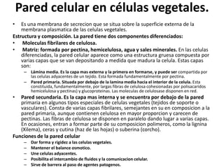 Pared celular en células vegetales.
•   Es una membrana de secrecion que se situa sobre la superficie externa de la
    membrana plasmatica de las celulas vegetales.
Estructura y composición. La pared tiene dos componentes diferenciados:
• Moleculas fibrilares de celulosa.
• Matriz: formada por pectina, hemicelulosa, agua y sales minerales. En las celulas
    diferenciadas, la pared celular aparece como una estructura gruesa compuesta por
    varias capas que se van depositando a medida que madura la celula. Estas capas
    son:
     – Lámina media. Es la capa mas externa y la primera en formarse, y puede ser compartida por
       las celulas adyacentes de un tejido. Esta formada fundamentalmente por pectina.
     – Pared primaria. Situada por debajo de la lamina media hacia el interior de la celula. Esta
       constituida, fundamentalmente, por largas fibras de celulosa cohesionadas por polisacaridos
       hemicelulosa y pectinas) y glucoproteinas. Las moleculas de celulosase disponen en red.
•  Pared secundaria. Es la capa mas interna y se encuentra por debajo de la pared
   primaria en algunos tipos especiales de celulas vegetales (tejidos de soporte o
   vasculares). Consta de varias capas fibrilares, semejantes en su en composicion a la
   pared primaria, aunque contienen celulosa en mayor proporcion y carecen de
   pectinas. Las fibras de celulosa se disponen en paralelo dando lugar a varias capas.
   En ocasiones, entran a formar parte de su composicion polimeros, como la lignina
   (Xilema), ceras y cutina (haz de las hojas) o suberina (corcho).
Funciones de la pared celular
     –   Dar forma y rigidez a las celulas vegetales.
     –   Mantener el balance osmotico.
     –   Une celulas adyacentes.
     –   Posibilita el intercambio de fluidos y la comunicacion celular.
     –   Sirve de barrera al paso de agentes patogenos.
 
