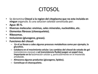 CITOSOL
• Se denomina Citosol a la region del citoplasma que no esta incluida en
  ningun organulo. Es una solucion coloidal constituida por:
• Agua: 85 %.
• Diversas moleculas: enzimas, sales minerales, nucleotidos, etc.
• Elementos fibrosos (citoesqueleto).
• Ribosomas.
• Inclusiones (glucogeno, grasas).
• Funciones del citosol:
    – En el se llevan a cabo algunos procesos metabolicos como por ejemplo, la
      glucolisis.
    – Colabora en el movimiento celular. Los cambios del citosol de estado de gel
      (consistencia viscosa) a sol (consistencia fluida) juegan un papel muy
      importante en la locomocion celular y, particularmente en el moviendo
      ameboide.
    – Almacena algunos productos (glucogeno, lipidos).
    – Constituye el citoesqueleto.
 