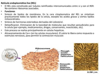 Retículo endoplasmático liso (REL)
• El REL esta constituido por tubulos ramificados intercomunicados entre si y con el RER.
   No contiene ribosomas asociados.
• Funciones
• Sintesis de lipidos de membrana. En la cara citoplasmatica del REL se sintetizan
   practicamente todos los lipidos de la celula, excepto los acidos grasos y ciertos lipidos
   mitocondriales.
• Sintesis de hormonas esteriodeas derivadas del colesterol.
• Detoxificacion. Eliminacion de la toxicidad de moleculas que resultan perjudiciales para
   la celula (por ejemplo, medicamentos, drogas, conservantes, insecticidas, etc).
• Este proceso se realiza principalmente en celulas hepaticas.
• Almacenamiento de Ca++ (en las celulas musculares). El calcio lo libera como respuesta a
   estimulos nerviosos, para permitir la contraccion muscular.
 