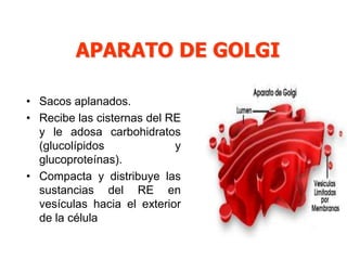 APARATO DE GOLGI

• Sacos aplanados.
• Recibe las cisternas del RE
  y le adosa carbohidratos
  (glucolípidos             y
  glucoproteínas).
• Compacta y distribuye las
  sustancias del RE en
  vesículas hacia el exterior
  de la célula
 