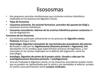 lisososmas
•  Son pequenas vesiculas membranosas que contienen enzimas hidroliticos
   implicadas en los procesos de digestion celular.
• Tipos de lisosomas
• Lisosomas primarios. De reciente formacion, proceden del aparato de Golgi y
   contienen enzimas hidroliticas.
• Lisosomas secundarios. Ademas de las enzimas hidroliticas poseen sustancias en
   vias de degradacion.
Funciones de los lisosomas
• Los lisosomas participan activamente en los procesos de digestión celular.
   Podemos distinguir entre:
• Heterofagia. Digestion intracelular de macromoleculas procedentes del exterior.
   Es llevada a cabo por los fagolisosomas (lisosoma primario + fagosoma). Son
   abundantes en las amebas quye experimentan procesos de fagocitosis, y son
   esenciales en las celulas implicadas en la defensa del organismo, como los
   macrofagos.
• Autofagia. Digestion de partes de la propia celula. Llevada a cabo por los
   autofagolisosomas (lisosoma primario + autofagosoma).
• Una vez finalizada la digestion celular, en los lisosomas secundarios quedan restos
   que no pueden ser aprovechados por la celula y son excretados al exterior, aunque
   en ciertos casos permanecen como cuerpos residuales.
 