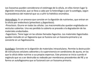 Los lisosomas pueden considerarse el estómago de la célula, en ellos tienen lugar la
digestión intracelular, que se lleva a cabo por la heterofagia o por la autofagia, según
la procedencia del material que va a sufrir la hidrólisis enzmática.

Heterofagia: Es un proceso que consiste en la digestión de nutrientes, que entran en
la célula por endocitosis (pinocitosis y fagocitosis).
-Pinocitosis. Ocurre en todas las células. Las macromoléculas quedan englobadas en
vesículas cubiertas. Una vez perdida la cubierta se procede a la degradación de los
materiales endocitados.
-Fagocitosis. Tiene lugar en las células llamadas fagocitos. Los materiales fagocitados
quedan incluido en un fagosoma que se fusiona con un lisosoma primario y se
convierte en un fagolisosoma.


Autofagia: Consiste en la digestión de materiales intracelulares. Permite la destrucción
de estructuras celulares sobrantes y la supervivencia en condiciones de ayuno, en las
que la célula debe nutrirse a sus propias expensas. Este proceso se inicia cuando el
orgánulo que va a ser destruido es rodeado por membranas procedentes del RE y se
forma un autofagosoma que se fusionará con un lisosoma primario.
 