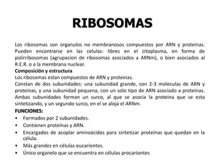 RIBOSOMAS
Los ribosomas son organulos no membranosos compuestos por ARN y proteinas.
Pueden encontrarse en las celulas: libres en el citoplasma, en forma de
polirribosomas (agrupacion de ribosomas asociados a ARNm), o bien asociados al
R.E.R. o a la membrana nuclear.
Composición y estructura
Los ribosomas estan compuestos de ARN y proteinas.
Constan de dos subunidades: una subunidad grande, con 2-3 moleculas de ARN y
proteinas, y una subunidad pequena, con un solo tipo de ARN asociado a proteinas.
Ambas subunidades forman un surco, al que se asocia la proteina que se esta
sintetizando, y un segundo surco, en el se aloja el ARNm.
FUNCIONES:
• Formados por 2 subunidades.
• Contienen proteínas y ARN.
• Encargados de acoplar aminoácidos para sintetizar proteínas que quedan en la
    célula.
• Más grandes en células eucariontes.
• Único organelo que se encuentra en células procariontes
 