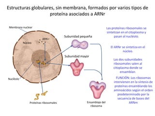 Estructuras globulares, sin membrana, formados por varios tipos de
                    proteína asociados a ARNr

 Membrana nuclear                                                    Las proteínas ribosomales se
                                                                     sintetizan en el citoplasma y
                                       Subunidad pequeña                  pasan al nucléolo.
                        ARN r
           Núcleo
                                                                        El ARNr se sintetiza en el
                                                                                 núcleo.
                                       Subunidad mayor
                                                                          Las dos subunidades
                                                                          ribosomales salen al
                                                                          citoplasma donde se
                                                                               ensamblan.

Nucléolo                                                                    FUNCIÓN: Los ribosomas
                                                                          intervienen en la síntesis de
                                                                           proteínas ensamblando los
                                                                          aminoácidos según el orden
                                                                             predeterminado por la
                                                                             secuencia de bases del
               Proteínas ribosomales                Ensamblaje del                   ARNm
                                                      ribosoma
 