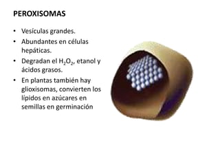 PEROXISOMAS
• Vesículas grandes.
• Abundantes en células
  hepáticas.
• Degradan el H2O2, etanol y
  ácidos grasos.
• En plantas también hay
  glioxisomas, convierten los
  lípidos en azúcares en
  semillas en germinación
 