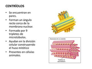 CENTRÍOLOS
• Se encuentran en
  pares.
• Forman un ángulo
  recto cerca de la
  membrana nuclear.
• Formado por 9
  tripletes de
  microtúbulos.
• Ayudan en la división
  celular construyendo
  el huso mitótico
• Presentes en células
  animales.
 