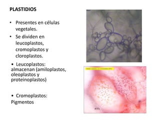 PLASTIDIOS

• Presentes en células
  vegetales.
• Se dividen en
  leucoplastos,
  cromoplastos y
  cloroplastos.
• Leucoplastos:
almacenan (amiloplastos,
oleoplastos y
proteinoplastos)


• Cromoplastos:
Pigmentos
 