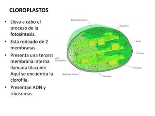 CLOROPLASTOS
• Lleva a cabo el
  proceso de la
  fotosíntesis.
• Está rodeado de 2
  membranas.
• Presenta una tercera
  membrana interna
  llamada tilacoide.
  Aquí se encuentra la
  clorofila.
• Presentan ADN y
  ribosomas
 