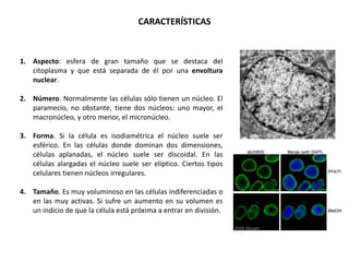 CARACTERÍSTICAS



1. Aspecto: esfera de gran tamaño que se destaca del
   citoplasma y que está separada de él por una envoltura
   nuclear.

2. Número. Normalmente las células sólo tienen un núcleo. El
   paramecio, no obstante, tiene dos núcleos: uno mayor, el
   macronúcleo, y otro menor, el micronúcleo.

3. Forma. Si la célula es isodiamétrica el núcleo suele ser
   esférico. En las células donde dominan dos dimensiones,
   células aplanadas, el núcleo suele ser discoidal. En las
   células alargadas el núcleo suele ser elíptico. Ciertos tipos
   celulares tienen núcleos irregulares.

4. Tamaño. Es muy voluminoso en las células indiferenciadas o
   en las muy activas. Si sufre un aumento en su volumen es
   un indicio de que la célula está próxima a entrar en división.
 