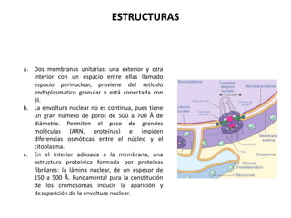 ESTRUCTURAS

1. ENVOLTURA NUCLEAR

 a. Dos membranas unitarias: una exterior y otra
    interior con un espacio entre ellas llamado
    espacio perinuclear, proviene del retículo
    endoplasmático granular y está conectada con
    él.
 b. La envoltura nuclear no es continua, pues tiene
    un gran número de poros de 500 a 700 Å de
    diámetro. Permiten el paso de grandes
    moléculas (ARN, proteínas) e impiden
    diferencias osmóticas entre el núcleo y el
    citoplasma.
 c. En el interior adosada a la membrana, una
    estructura proteínica formada por proteínas
    fibrilares: la lámina nuclear, de un espesor de
    150 a 500 Å. Fundamental para la constitución
    de los cromosomas inducir la aparición y
    desaparición de la envoltura nuclear.
 