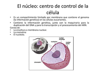 El núcleo: centro de control de la
                     célula
•  Es un compartimiento limitado por membrana que contiene el genoma
   (la información genética) en las células eucariontes.
• Contiene la información genética, junto con la maquinaria para la
   duplicación del DNA y para la transcripción y el procesamiento del ARN.
Consta de:
•   La envoltura o membrana nuclear.
•   La cromatina
•   El nucléolo.
 