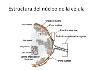 Estructura del núcleo de la célula
 
