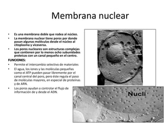 Membrana nuclear
•  Es una membrana doble que rodea al núcleo.
•  La membrana nuclear tiene poros por donde
   pasan algunas moléculas desde el núcleo al
   citoplasma y viceversa.
• Los poros nucleares son estructuras complejas
   que contienen por lo menos ocho subunidades
   proteicas con un canal pequeño en el centro.
FUNCIONES:
• Permite el intercambio selectivo de materiales
• El agua, los iones y las moléculas pequeñas
   como el ATP pueden pasar libremente por el
   canal central del poro, pero éste regula el paso
   de moléculas mayores, en especial de proteínas
   y de ARN.
• Los poros ayudan a controlar el flujo de
   información de y desde el ADN.
 