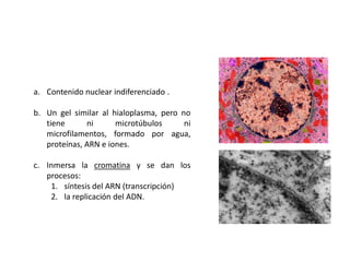 2. NUCLEOPLASMA


  a. Contenido nuclear indiferenciado .

  b. Un gel similar al hialoplasma, pero no
     tiene      ni      microtúbulos      ni
     microfilamentos, formado por agua,
     proteínas, ARN e iones.

  c. Inmersa la cromatina y se dan los
     procesos:
      1. síntesis del ARN (transcripción)
      2. la replicación del ADN.
 