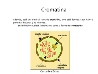 Cromatina
Además, está un material llamado cromatina, que está formada por ADN y
proteinas histonas y no histonas.
     En la división nuclear, la cromatina toma la forma de cromosoma.
 
