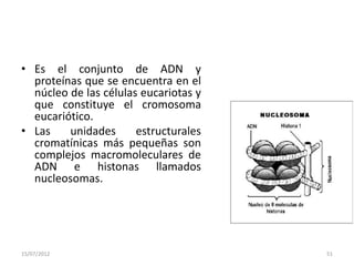 • Es el conjunto de ADN y
  proteínas que se encuentra en el
  núcleo de las células eucariotas y
  que constituye el cromosoma
  eucariótico.
• Las    unidades      estructurales
  cromatínicas más pequeñas son
  complejos macromoleculares de
  ADN e histonas llamados
  nucleosomas.




15/07/2012                             51
 