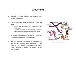 ESTRUCTURAS
3. CROMATINA
   a. Llamada así por teñirse fuertemente con
      ciertos colorantes.

   b. Constituida por ADN, proteínas y algo de
      ARN.
         1.   Entre las proteínas se encuentran las
              histonas.
         2.   Además podemos encontrar en la cromatina
              otras proteínas, como la miosina y la actina.

   c.   La cromatina está estructurada en elementos
        individuales llamados cromosomas.

   d. Hay un número constante de cromosomas
      por núcleo celular, por individuo y por
      especie. Los cromosomas interfásicos darán
      lugar, cuando la célula se divida, a los
      metafásicos.
 