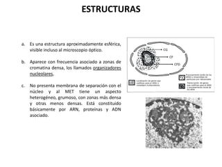ESTRUCTURAS

  4. NUCLEÓLO
     a. Es una estructura aproximadamente esférica,
        visible incluso al microscopio óptico.

     b. Aparece con frecuencia asociado a zonas de
        cromatina densa, los llamados organizadores
        nucleolares,

     c.   No presenta membrana de separación con el
          núcleo y al MET tiene un aspecto
          heterogéneo, grumoso, con zonas más densa
          y otras menos densas. Está constituido
          básicamente por ARN, proteínas y ADN
          asociado.



Funciones del nucléolo: Su función principal es la
síntesis de ARNr (el ARN de los ribosomas) y el
ensamblaje de estos mismos ribosomas.
 