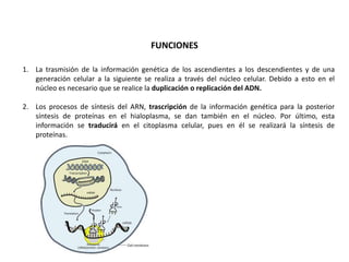 FUNCIONES

1. La trasmisión de la información genética de los ascendientes a los descendientes y de una
   generación celular a la siguiente se realiza a través del núcleo celular. Debido a esto en el
   núcleo es necesario que se realice la duplicación o replicación del ADN.

2. Los procesos de síntesis del ARN, trascripción de la información genética para la posterior
   síntesis de proteínas en el hialoplasma, se dan también en el núcleo. Por último, esta
   información se traducirá en el citoplasma celular, pues en él se realizará la síntesis de
   proteínas.
 