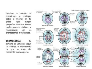 Durante la mitosis las
cromátidas se repliegan
sobre sí mismas en tal
grado     que      surgen
pequeños cuerpos dobles
perfectamente visibles al
microscopio:  son      los
cromosomas metafásicos.


CROMOSOMAS:             Su
tamaño es variable: según
las células, el cromosoma
de que se trate, del
momento funcional, etc.
 