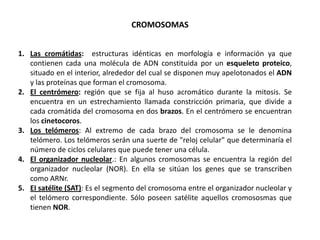 CROMOSOMAS


1. Las cromátidas: estructuras idénticas en morfología e información ya que
   contienen cada una molécula de ADN constituida por un esqueleto proteico,
   situado en el interior, alrededor del cual se disponen muy apelotonados el ADN
   y las proteínas que forman el cromosoma.
2. El centrómero: región que se fija al huso acromático durante la mitosis. Se
   encuentra en un estrechamiento llamada constricción primaria, que divide a
   cada cromátida del cromosoma en dos brazos. En el centrómero se encuentran
   los cinetocoros.
3. Los telómeros: Al extremo de cada brazo del cromosoma se le denomina
   telómero. Los telómeros serán una suerte de "reloj celular" que determinaría el
   número de ciclos celulares que puede tener una célula.
4. El organizador nucleolar.: En algunos cromosomas se encuentra la región del
   organizador nucleolar (NOR). En ella se sitúan los genes que se transcriben
   como ARNr.
5. EI satélite (SAT): Es el segmento del cromosoma entre el organizador nucleolar y
   el telómero correspondiente. Sólo poseen satélite aquellos cromososmas que
   tienen NOR.
 