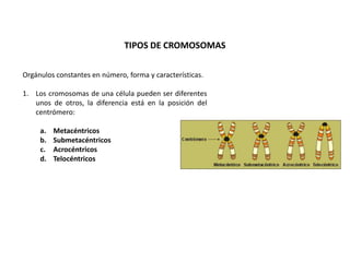 TIPOS DE CROMOSOMAS

Orgánulos constantes en número, forma y características.

1. Los cromosomas de una célula pueden ser diferentes
   unos de otros, la diferencia está en la posición del
   centrómero:

     a.   Metacéntricos
     b.   Submetacéntricos
     c.   Acrocéntricos
     d.   Telocéntricos
 
