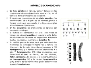 NÚMERO DE CROMOSOMAS

 1. Se llama cariotipo al número, forma y tamaño de los
    cromosomas de una determinada especie. Esto es, al
CARIOTIPO de los cromosomas de una célula.
    conjunto
 2. El número de cromosomas de las células somáticas (no
    reproductoras) de la mayoría de los animales, plantas y
    hongos es siempre par, excepto si se tienen anomalías
    en el número de cromosomas.
 3. En los ideogramas los cromosomas se agrupan por
    parejas de homólogos.
 4. El número de cromosomas de cada serie recibe el
    nombre de número haploide o n y, como ya se ha dicho,
    ha sido heredado de uno de los progenitores. El número
    total de cromosomas es el número diploide o 2n.
 5. En muchos grupos de seres vivos, por ejemplo en los
    mamíferos, los cariotipos del macho y de la hembra son
    diferentes. Así la mujer tiene dos cromosomas X (XX
    homogamética) y el hombre tiene un cromosoma X y
    otro Y (heterogamético- XY). Estos cromosomas que
    determinan el sexo se llaman, por ser distintos,
    heterocromosomas. En las aves es al contrario, el macho
    es homogamético (ZZ) y la hembra heterogamética
    (ZW). El resto de los cromosomas que no determinan el
    sexo son los autosomas.
 