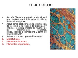 CITOESQUELETO


•    Red de filamentos proteicos del citosol
     que ocupa el interior de todas las células
     animales y vegetales.
•    Actúa como bastidor para la organización
     de la célula y la fijación de orgánulos y
     enzimas, y es responsable de muchos de
     los          movimientos        celulares.
     (cilios, flagelos (locomoción) y centriolo
     (división celular)
•    Se forma por tres tipos de filamentos:
1.   Microtúbulos.
2.   Filamentos de actina.
3.   Filamentos intermedios.
 