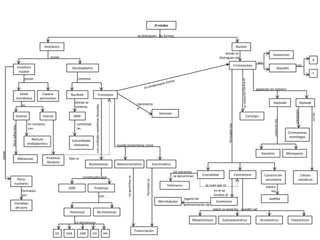 El núcleo

                                                                                                                         se distinguen las formas


                            Interfásico                                                                                                                                                                      División
                                                                                                                                                                                          donde se                                     Autosomas
                                   posee                                                                                                                                             distinguen los
                                                                                                                                                                                                                                                                                X
                                                                                                                                                                                                                           son
                                                                                                                                                                                                            Cromosomas                                     son
         Envoltura                                 Nucleoplasma                                                                                                                                                                            Sexuales
          nuclear
                                                                                                                                                                                                                                                                                Y
              posee                                   contiene

                                                                                                                                                                                                                          aparecen en número
          Doble           Espacio              Nucléolo                            Cromatina
         membrana        perinuclear
                                                    donde se                                                             representa                                                                                                    Haploide                      Diploide
            es
                                                                    con unidades repetitivas llamadas

                                                    sintetiza                                                            el




                                                                                                                                                                                                                                                         presentan
                                                                                                                                          Genoma




                                                                                                                                                                                                                                                                                en las
        Externa            Interna                 ARNr                                                                                                                                                            Cariotipo

                  en contacto                        constituye




                                                                                                                                                                                             formados por
                  con                                las
                                                                                                                                                                                                                                                  Cromosomas
                                                                                                                                                                                                                                                   homólogos
                    Retículo                    Subunidades
                  endoplásmico                   ribosomas                                                   puede presentarse como
posee




                                                                                                                                                                                                                               Gametos           Meiosporas
          Ribosomas             Proteínas     fijan la
                                fibrilares
                                                                Nucleosomas                                  Heterocromatina      Eucromatina

                                                                                                                                                   los extremos
                                                                                                                                                   se denominan         Cromátidas                          Centrómero           Constricción                   Células
                                                          constituidos por
          Poros                                                                                                                                                                                                                   secundaria                   somáticas
        nucleares                                                                                                                                                        se unen por el
                                                                                                                                               Telómeros                                                                          separa
                                              ADN                  Proteínas
            formados                                                                                                                                                           en el se                                              los
            por                                                                                 son                                                                            localiza el
                                                                                                                                                           lugares de                                                               Satélite
                                                                                                                                         Microtúbulos                            Cinetocoro
        Complejo                                                                                                                                           polimerización de
        del poro                                                                                                                                                               según su posición pueden ser
                                              Histónicas                    No histónicas

                                                                                                                                                                Metacéntricos          Submetacéntrico                         Acrocéntrico           Telocéntrico
                                                    se denominan

                                                                                                                       Trasncripción
                                      H1     H2A         H2B      H3                                    H4
 