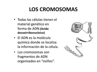 LOS CROMOSOMAS
• Todas las células tienen el
  material genético en
  forma de ADN.(Acido
  desoxirribonucleico)
• El ADN es la molécula
  química donde se localiza
  la información de la célula.
• Los cromosomas son
  fragmentos de ADN
  organizados en “ovillos”.
 