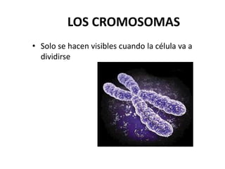 LOS CROMOSOMAS
• Solo se hacen visibles cuando la célula va a
  dividirse
 