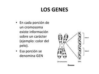 LOS GENES

• En cada porción de
  un cromosoma
  existe información
  sobre un carácter
  (ejemplo: color del
  pelo).
• Esa porción se
  denomina GEN
 