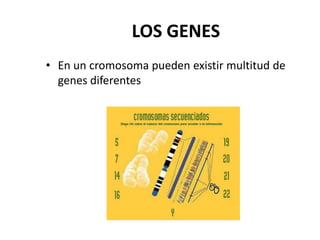 LOS GENES
• En un cromosoma pueden existir multitud de
  genes diferentes
 