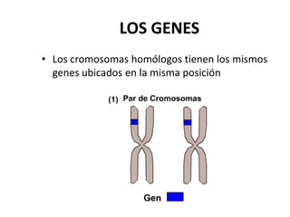 LOS GENES
• Los cromosomas homólogos tienen los mismos
  genes ubicados en la misma posición
 