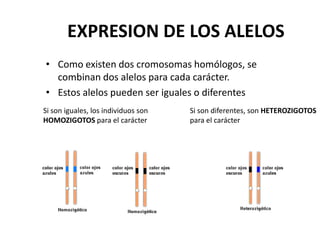 EXPRESION DE LOS ALELOS
• Como existen dos cromosomas homólogos, se
  combinan dos alelos para cada carácter.
• Estos alelos pueden ser iguales o diferentes
Si son iguales, los individuos son   Si son diferentes, son HETEROZIGOTOS
HOMOZIGOTOS para el carácter         para el carácter
 