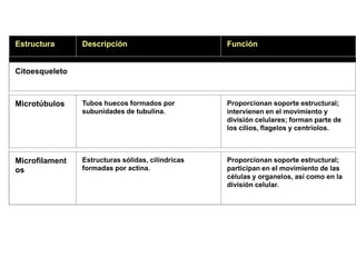 Estructura      Descripción                        Función


Citoesqueleto



Microtúbulos    Tubos huecos formados por          Proporcionan soporte estructural;
                subunidades de tubulina.           intervienen en el movimiento y
                                                   división celulares; forman parte de
                                                   los cilios, flagelos y centriolos.



Microfilament   Estructuras sólidas, cilíndricas   Proporcionan soporte estructural;
os              formadas por actina.               participan en el movimiento de las
                                                   células y organelos, así como en la
                                                   división celular.
 