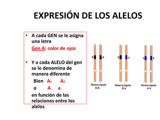 EXPRESIÓN DE LOS ALELOS
• A cada GEN se le asigna
  una letra
  Gen A: color de ojos

• Y a cada ALELO del gen
  se le denomina de
  manera diferente
   Bien A1     A2
   o      A a
  en función de las
  relaciones entre los
  alelos
 