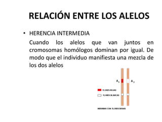 RELACIÓN ENTRE LOS ALELOS
• HERENCIA INTERMEDIA
  Cuando los alelos que van juntos en
  cromosomas homólogos dominan por igual. De
  modo que el individuo manifiesta una mezcla de
  los dos alelos
 