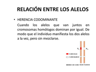 RELACIÓN ENTRE LOS ALELOS
• HERENCIA CODOMINANTE
  Cuando los alelos que van juntos en
  cromosomas homólogos dominan por igual. De
  modo que el individuo manifiesta los dos alelos
  a la vez, pero sin mezclarse.
 