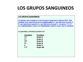 LOS GRUPOS SANGUINEOS
 