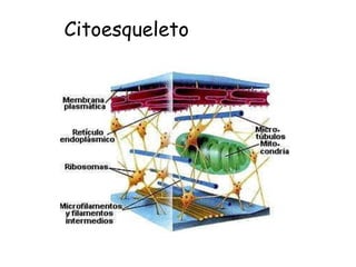 Citoesqueleto
 