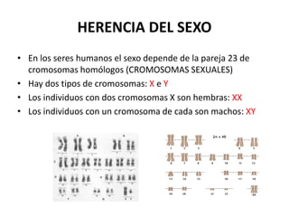 HERENCIA DEL SEXO
• En los seres humanos el sexo depende de la pareja 23 de
  cromosomas homólogos (CROMOSOMAS SEXUALES)
• Hay dos tipos de cromosomas: X e Y
• Los individuos con dos cromosomas X son hembras: XX
• Los individuos con un cromosoma de cada son machos: XY
 