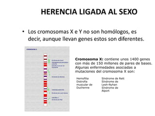 HERENCIA LIGADA AL SEXO

• Los cromosomas X e Y no son homólogos, es
  decir, aunque llevan genes estos son diferentes.


                     Cromosoma X: contiene unos 1400 genes
                     con más de 150 millones de pares de bases.
                     Algunas enfermedades asociadas a
                     mutaciones del cromosoma X son:
                      Hemofilia     Síndrome de Rett
                      Distrofia     Síndrome de
                      muscular de   Lesh-Nyhan
                      Duchenne      Síndrome de
                                    Alport
 