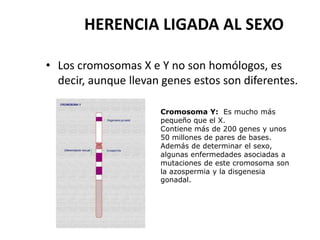 HERENCIA LIGADA AL SEXO

• Los cromosomas X e Y no son homólogos, es
  decir, aunque llevan genes estos son diferentes.

                      Cromosoma Y: Es mucho más
                      pequeño que el X.
                      Contiene más de 200 genes y unos
                      50 millones de pares de bases.
                      Además de determinar el sexo,
                      algunas enfermedades asociadas a
                      mutaciones de este cromosoma son
                      la azospermia y la disgenesia
                      gonadal.
 