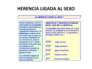 HERENCIA LIGADA AL SEXO
 