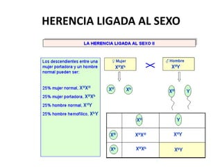 HERENCIA LIGADA AL SEXO
 